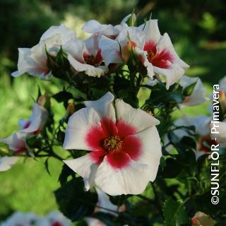 ©SUNFLOR - Primavera